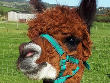 Alpaca